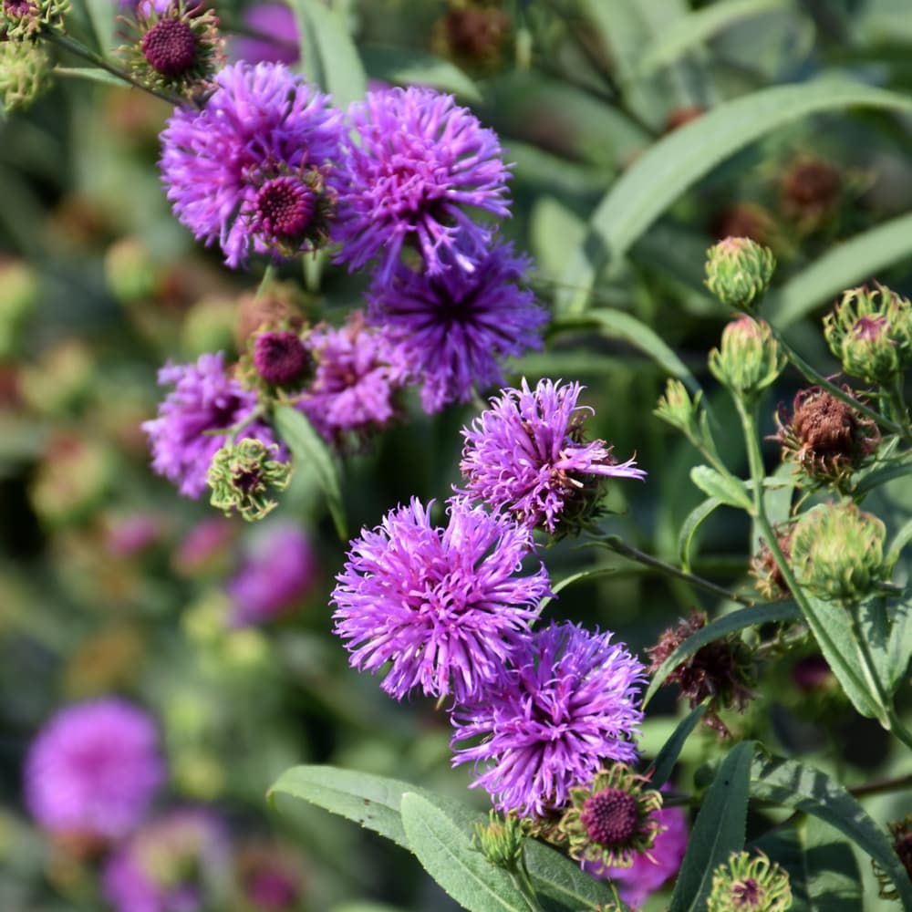 NetPS Plant Finder (www.netpsplantfinder.com)