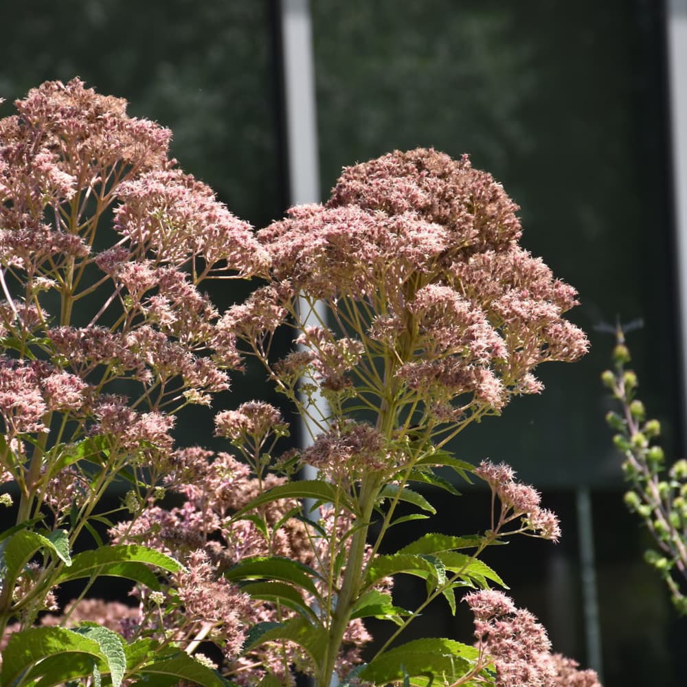 NetPS Plant Finder (www.netpsplantfinder.com)