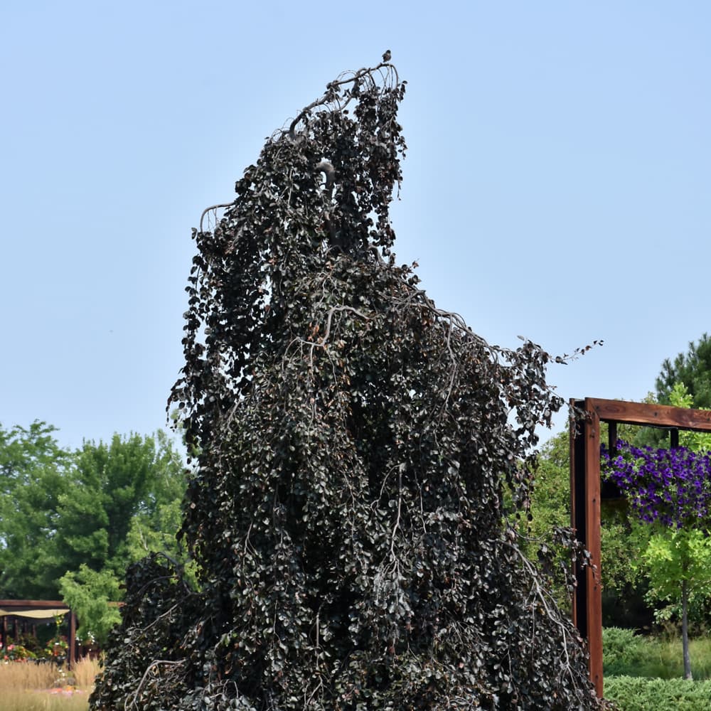 NetPS Plant Finder (www.netpsplantfinder.com)