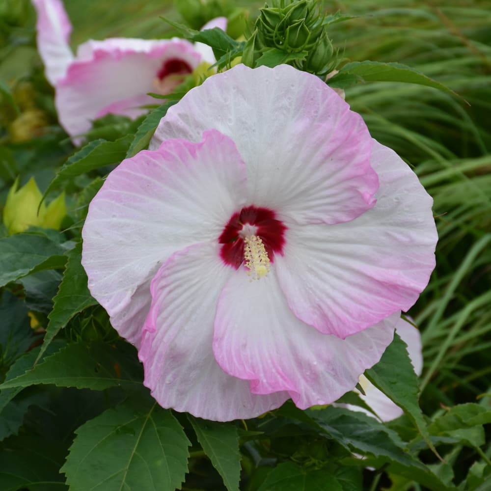 NetPS Plant Finder (www.netpsplantfinder.com)