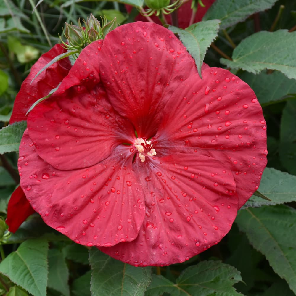 NetPS Plant Finder (www.netpsplantfinder.com)