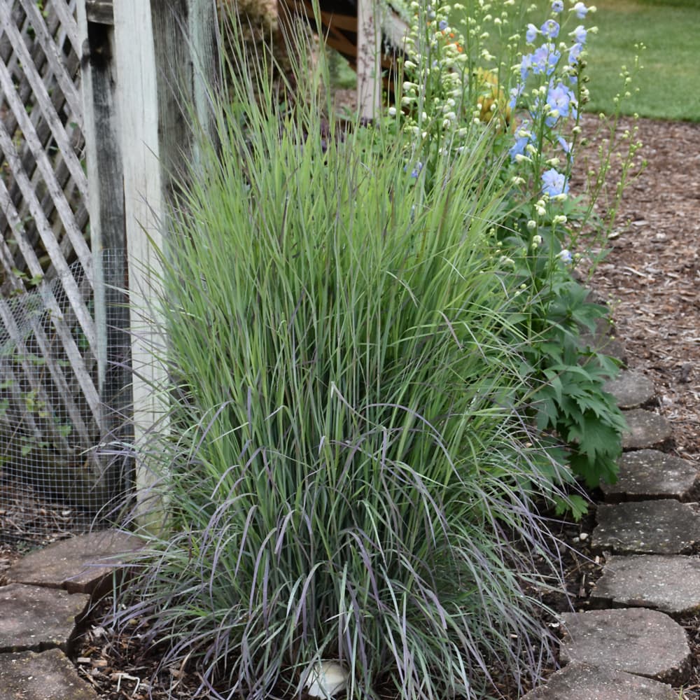 NetPS Plant Finder (www.netpsplantfinder.com)