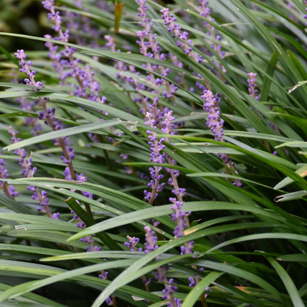 NetPS Plant Finder (www.netpsplantfinder.com)