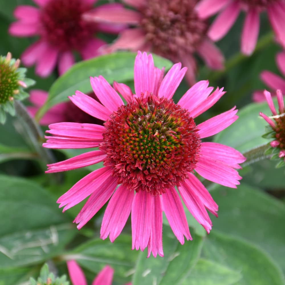 NetPS Plant Finder (www.netpsplantfinder.com)