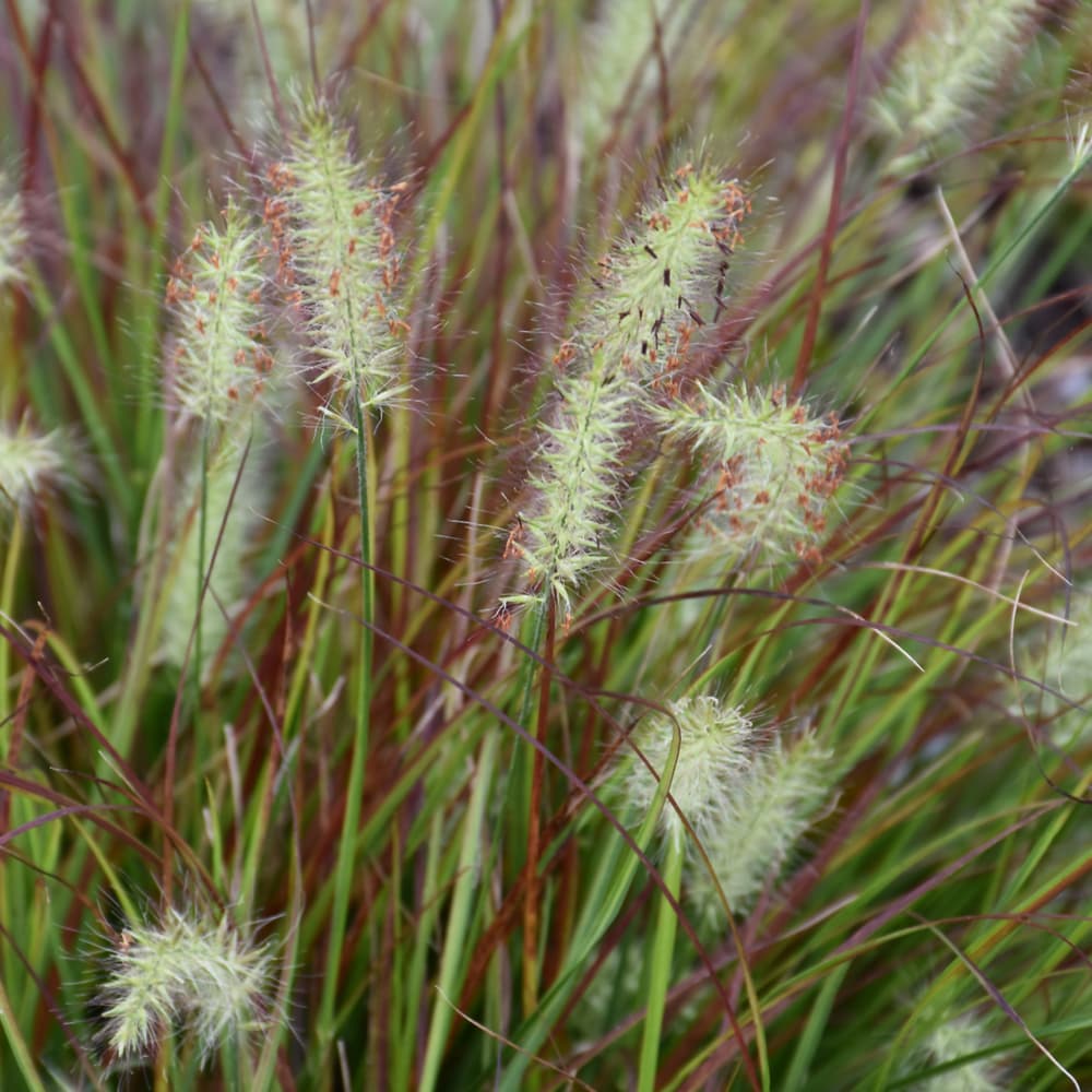 NetPS Plant Finder (www.netpsplantfinder.com)