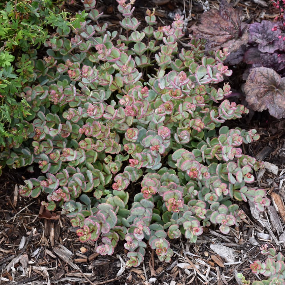 NetPS Plant Finder (www.netpsplantfinder.com)