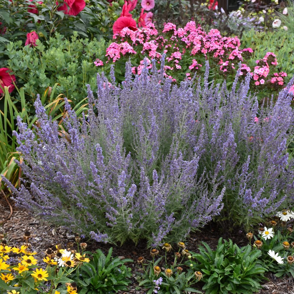 NetPS Plant Finder (www.netpsplantfinder.com)
