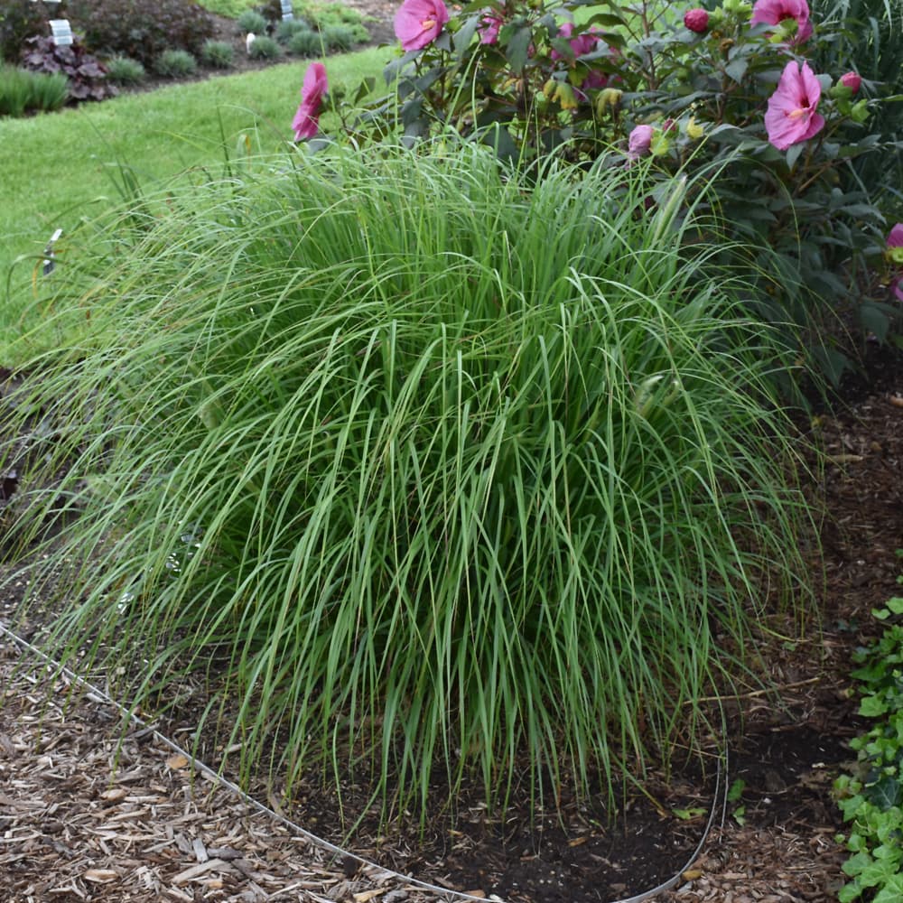 NetPS Plant Finder (www.netpsplantfinder.com)