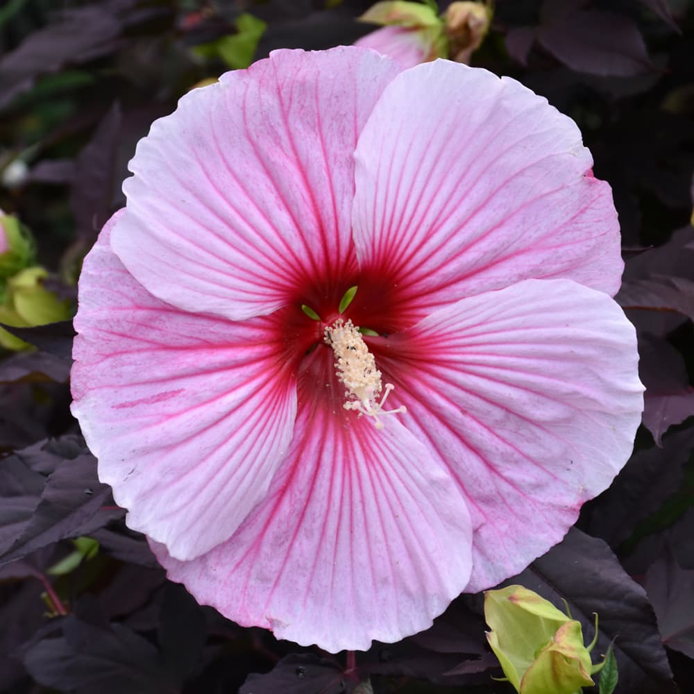NetPS Plant Finder (www.netpsplantfinder.com)