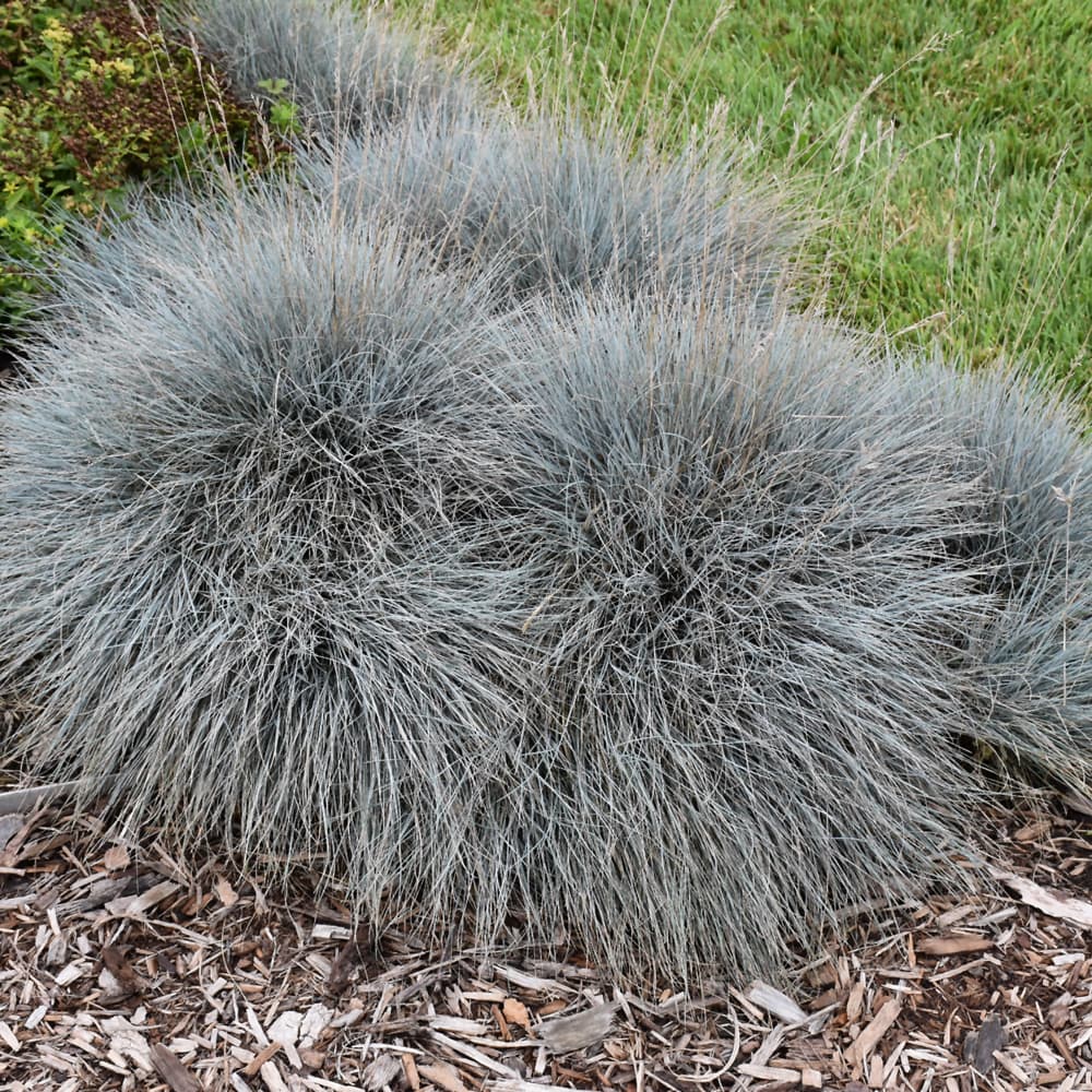 NetPS Plant Finder (www.netpsplantfinder.com)