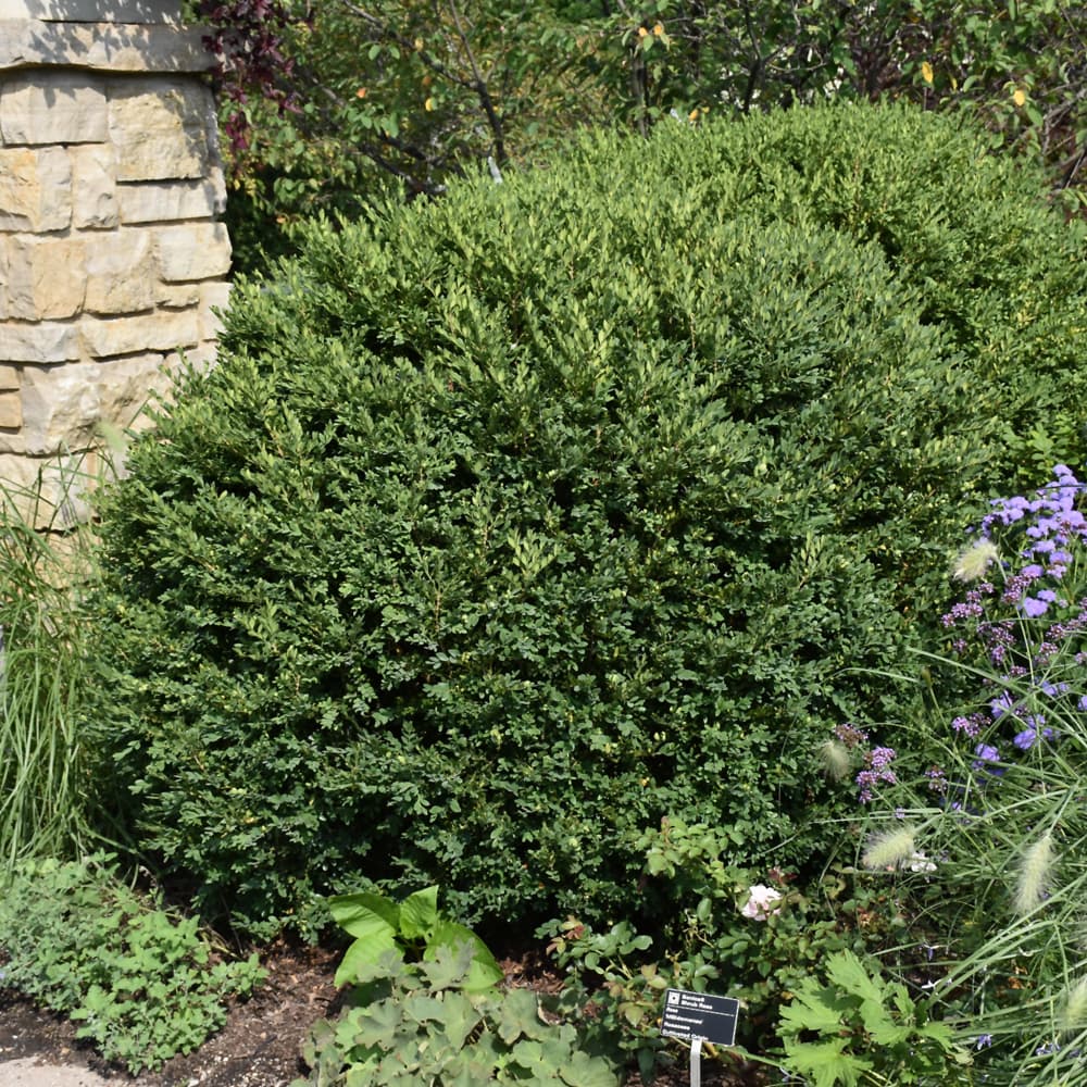 NetPS Plant Finder (www.netpsplantfinder.com)