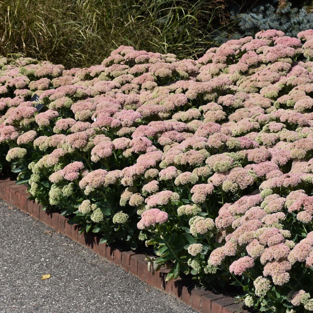 NetPS Plant Finder (www.netpsplantfinder.com)
