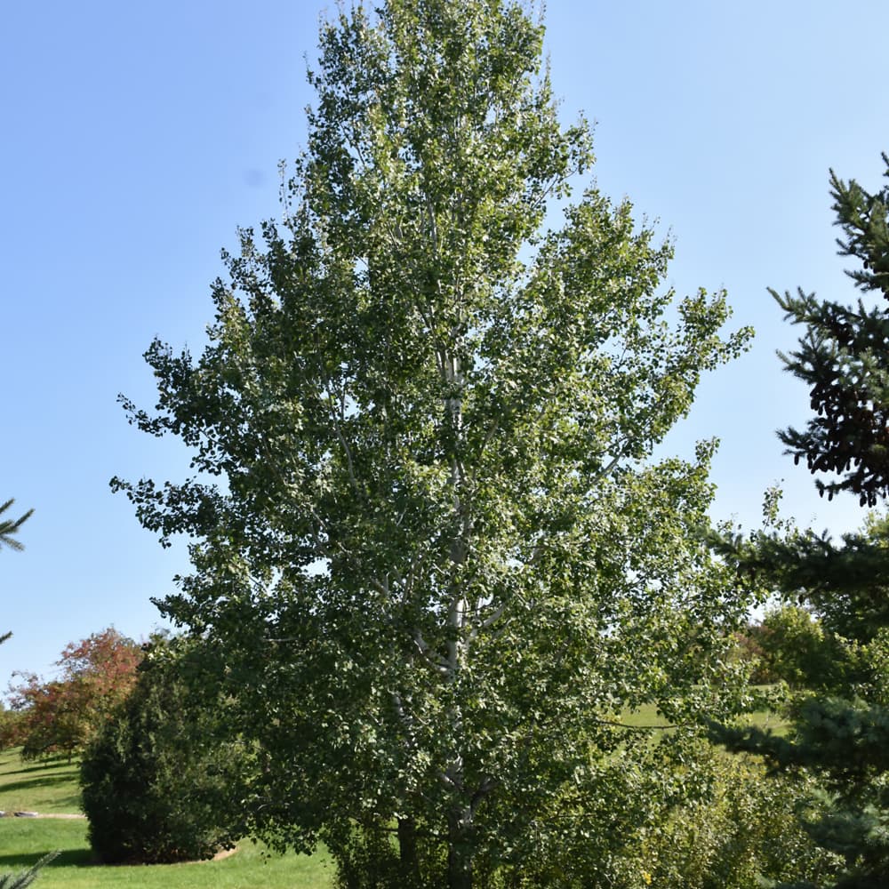 NetPS Plant Finder (www.netpsplantfinder.com)