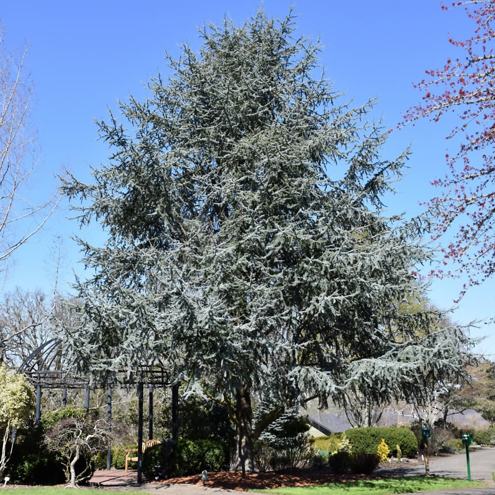 NetPS Plant Finder (www.netpsplantfinder.com)