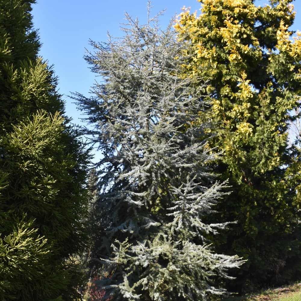 NetPS Plant Finder (www.netpsplantfinder.com)