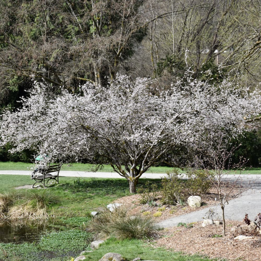 NetPS Plant Finder (www.netpsplantfinder.com)