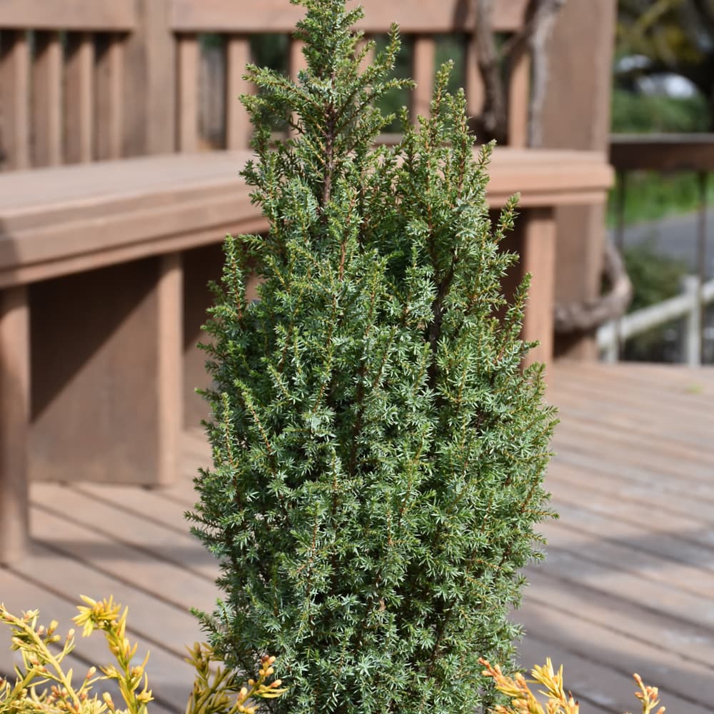 NetPS Plant Finder (www.netpsplantfinder.com)