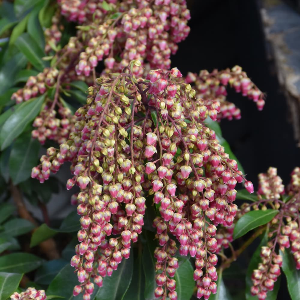 NetPS Plant Finder (www.netpsplantfinder.com)