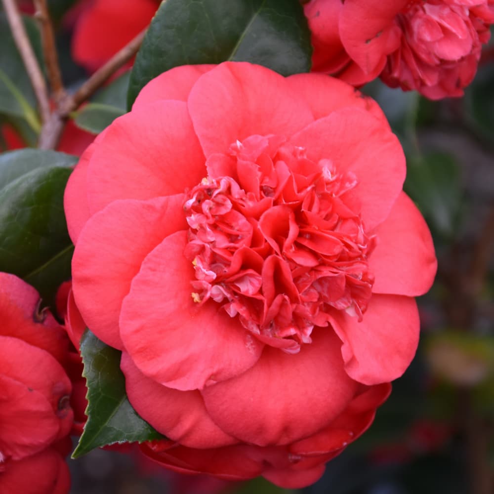 NetPS Plant Finder (www.netpsplantfinder.com)