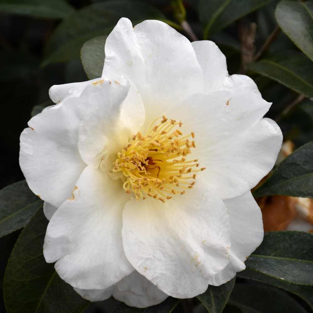 NetPS Plant Finder (www.netpsplantfinder.com)