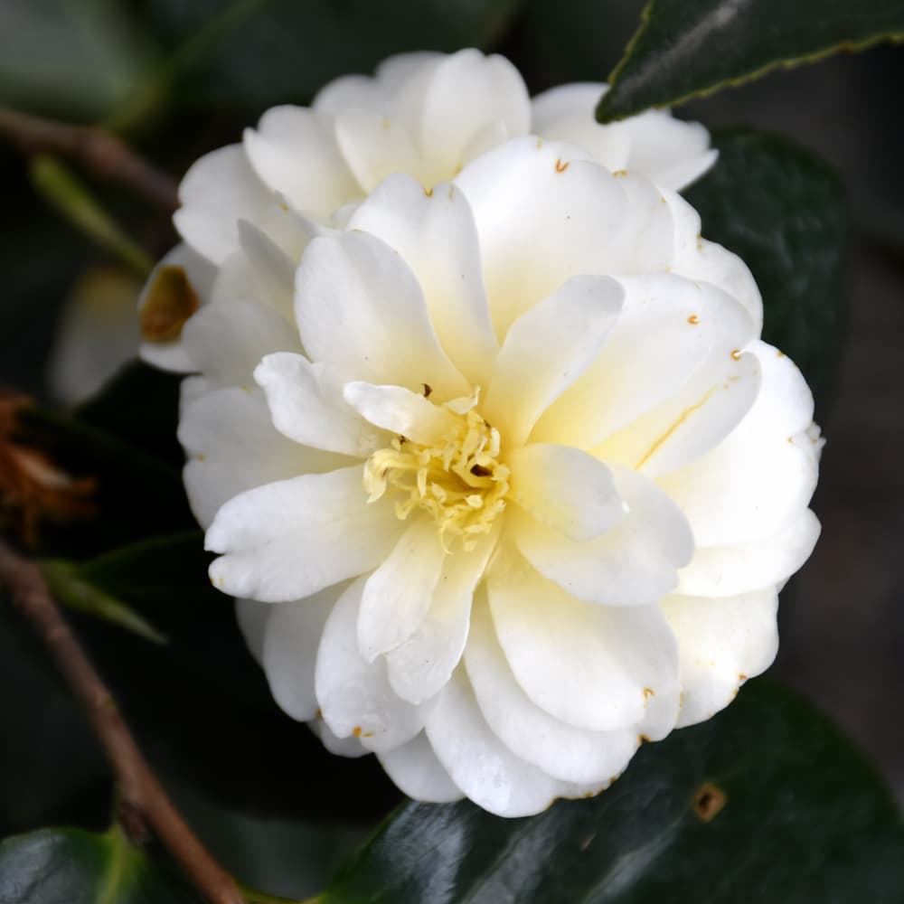 NetPS Plant Finder (www.netpsplantfinder.com)