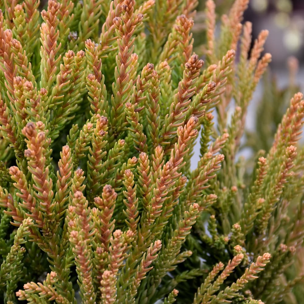 NetPS Plant Finder (www.netpsplantfinder.com)