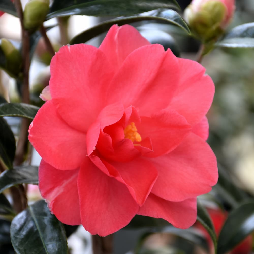 NetPS Plant Finder (www.netpsplantfinder.com)