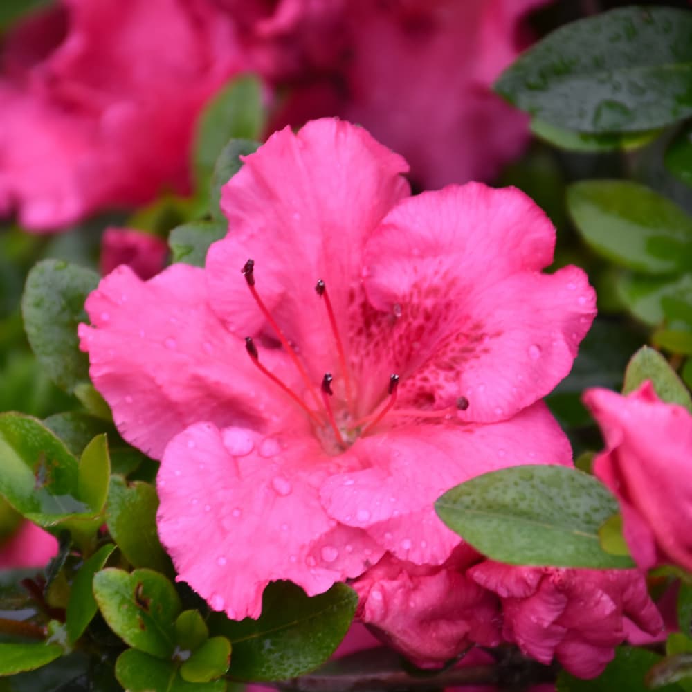 NetPS Plant Finder (www.netpsplantfinder.com)