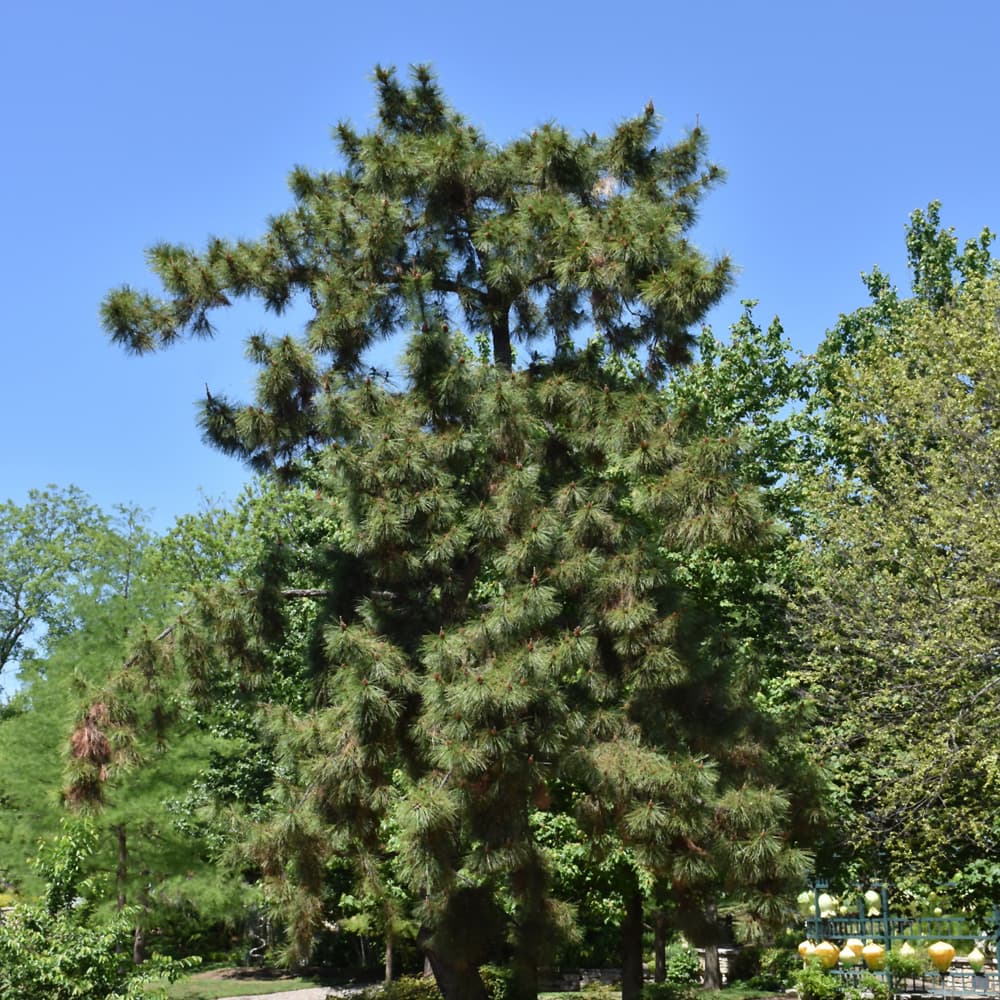 NetPS Plant Finder (www.netpsplantfinder.com)