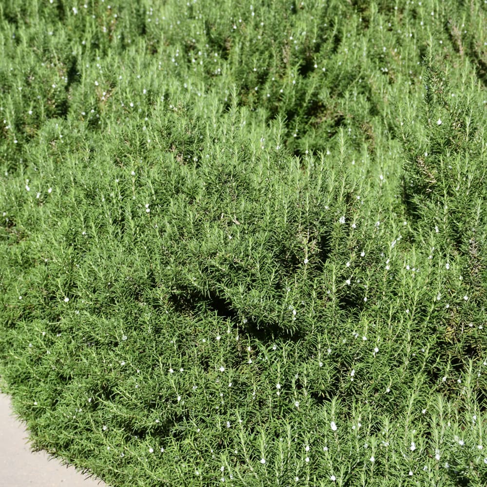 NetPS Plant Finder (www.netpsplantfinder.com)