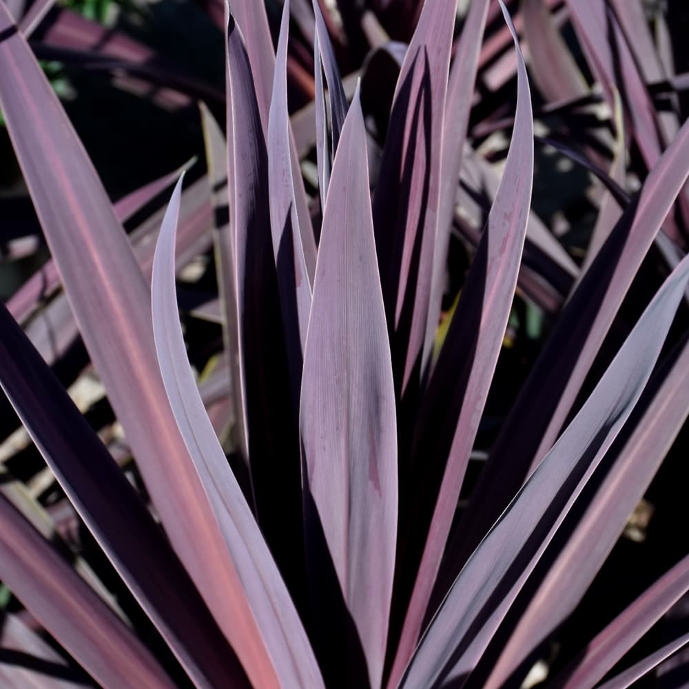 NetPS Plant Finder (www.netpsplantfinder.com)