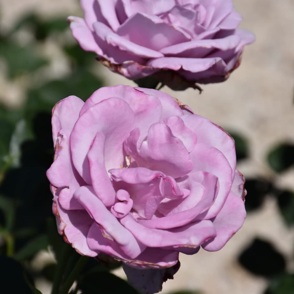 NetPS Plant Finder (www.netpsplantfinder.com)