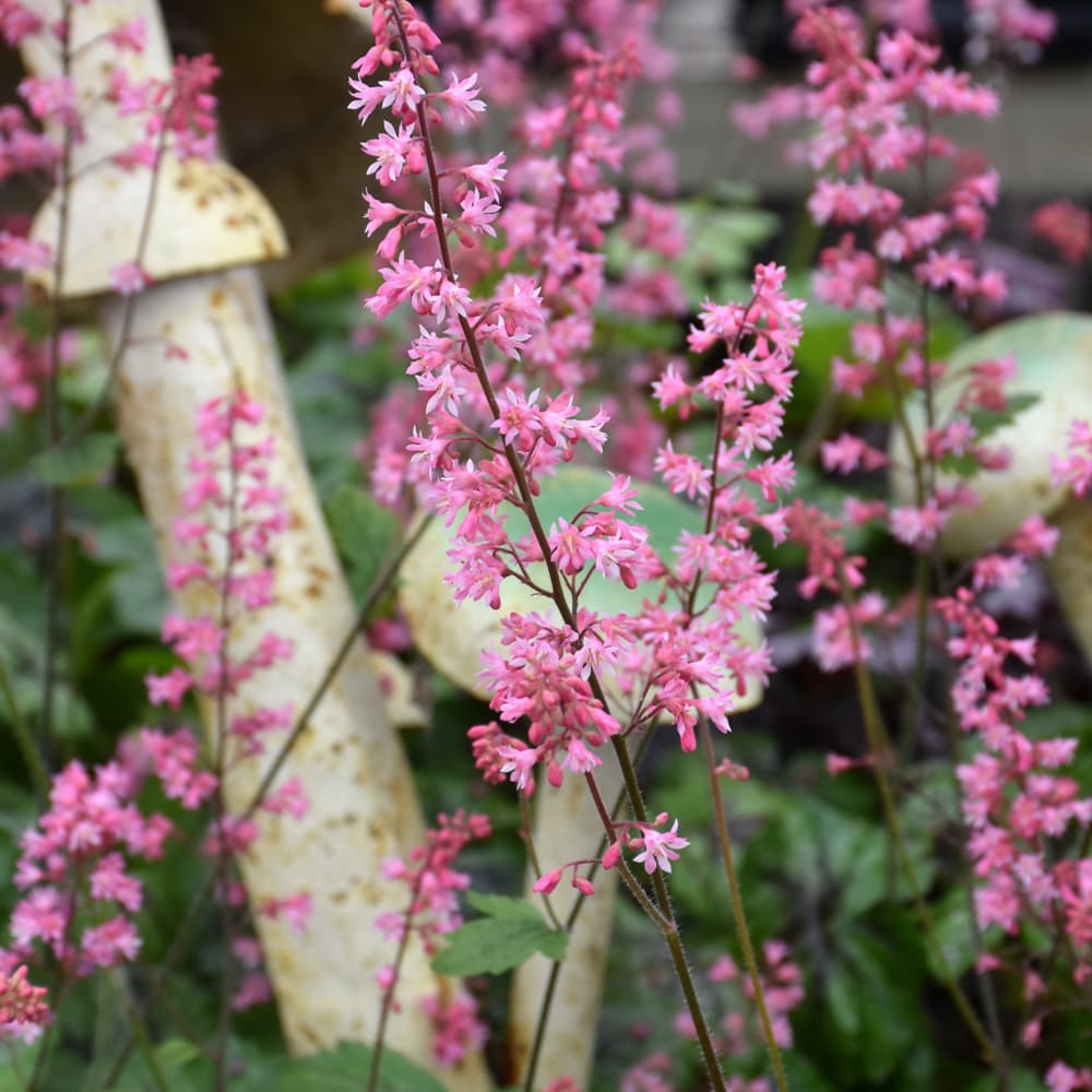 NetPS Plant Finder (www.netpsplantfinder.com)