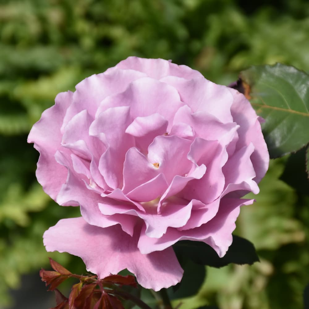 NetPS Plant Finder (www.netpsplantfinder.com)