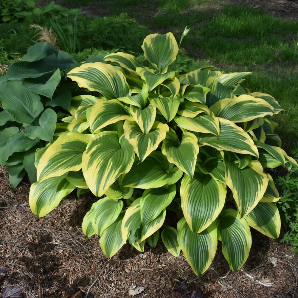 NetPS Plant Finder (www.netpsplantfinder.com)
