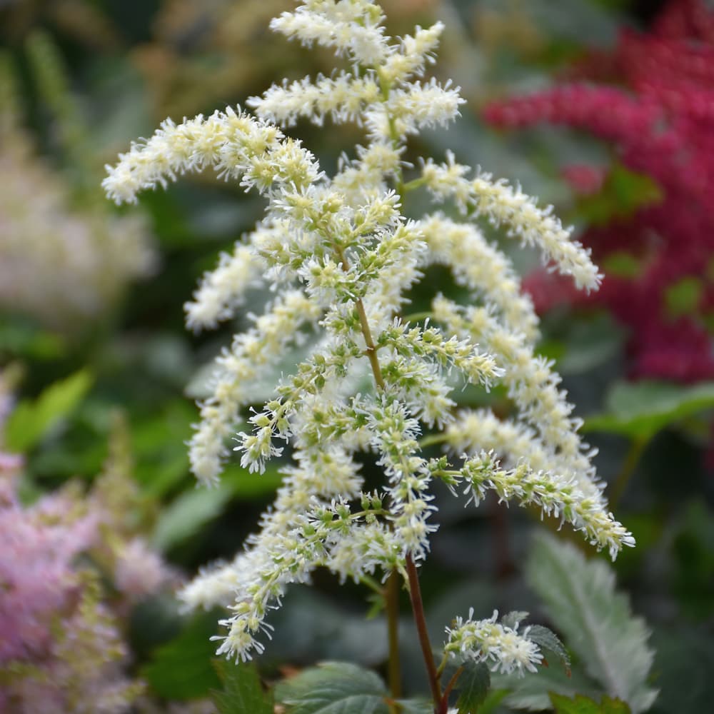 NetPS Plant Finder (www.netpsplantfinder.com)