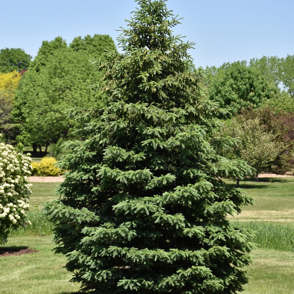 NetPS Plant Finder (www.netpsplantfinder.com)