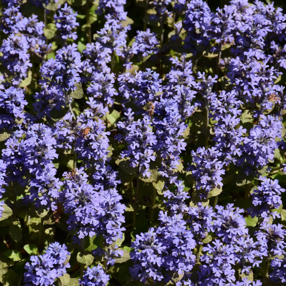 NetPS Plant Finder (www.netpsplantfinder.com)