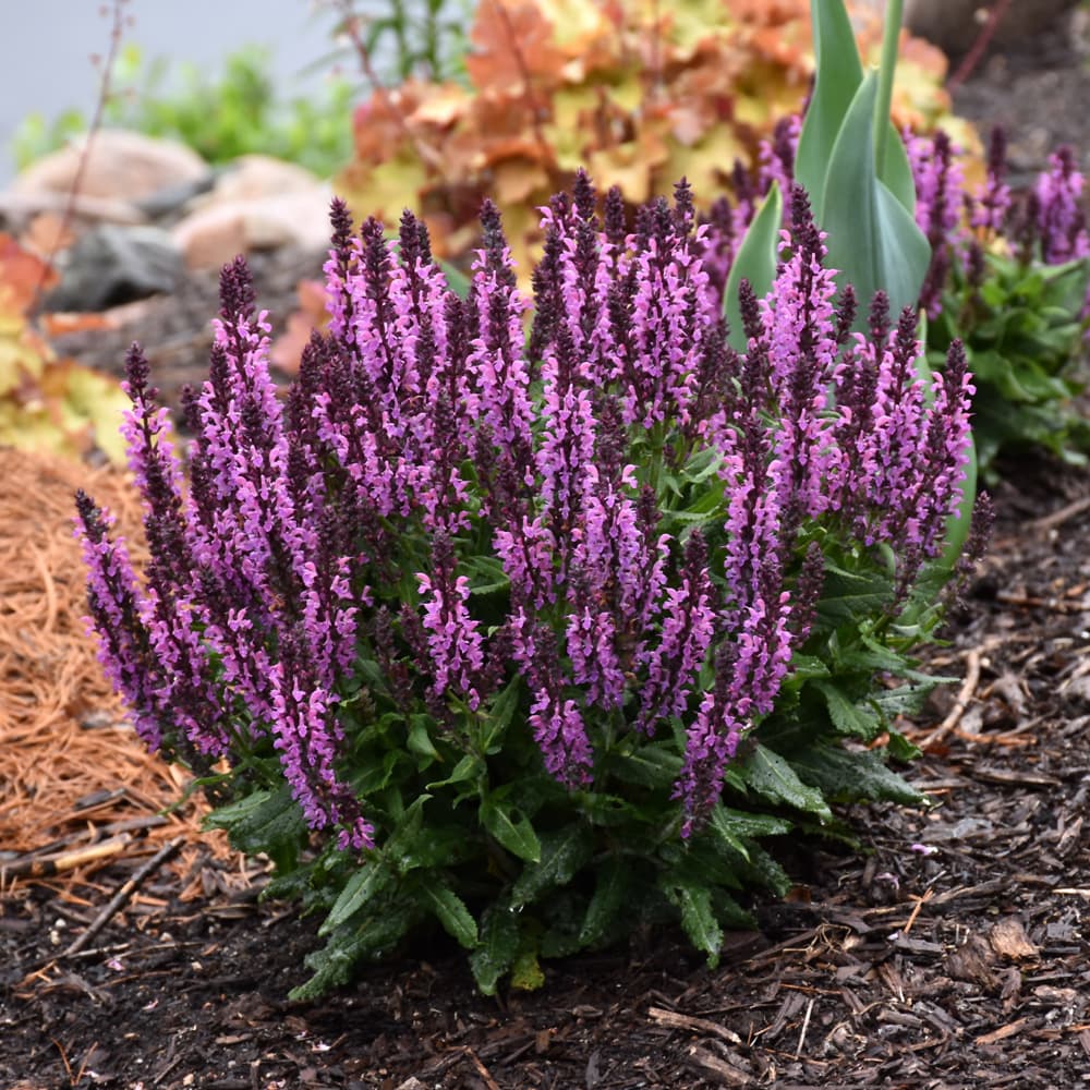 NetPS Plant Finder (www.netpsplantfinder.com)