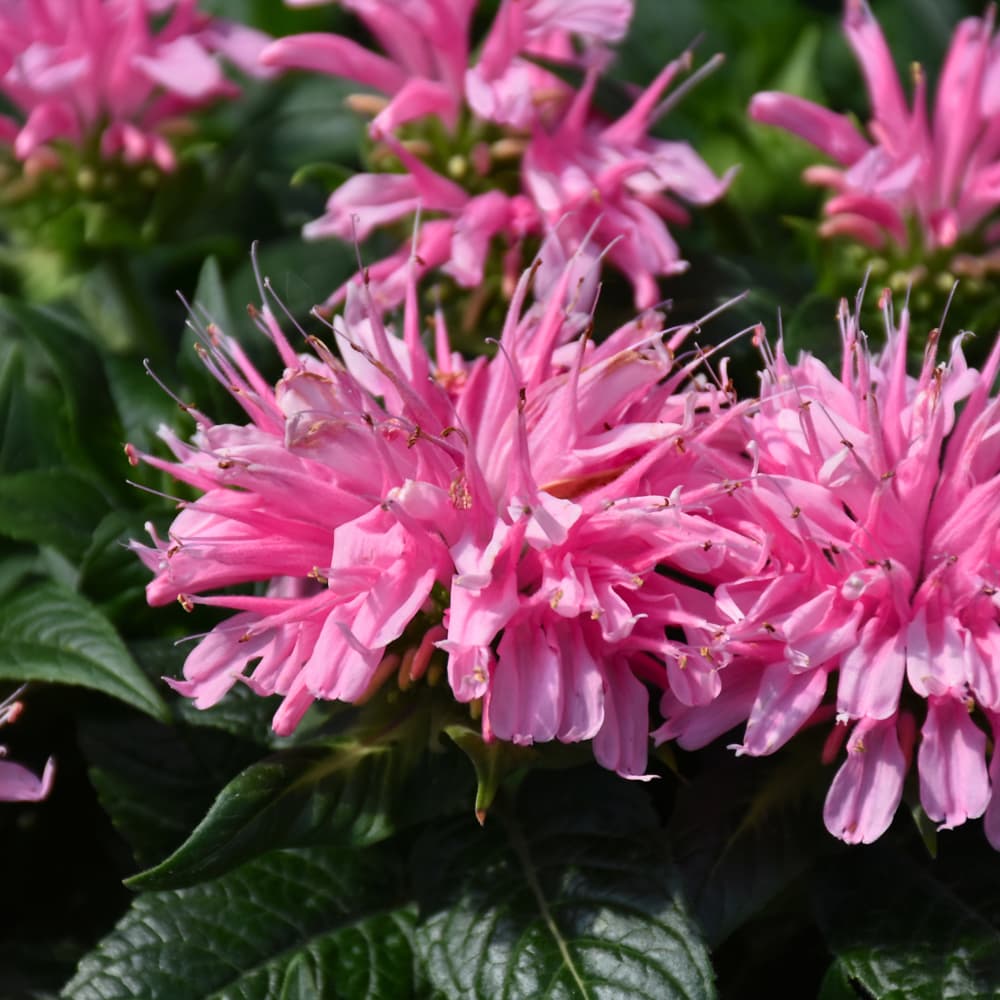NetPS Plant Finder (www.netpsplantfinder.com)