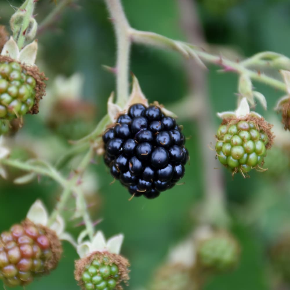 NetPS Plant Finder (www.netpsplantfinder.com)