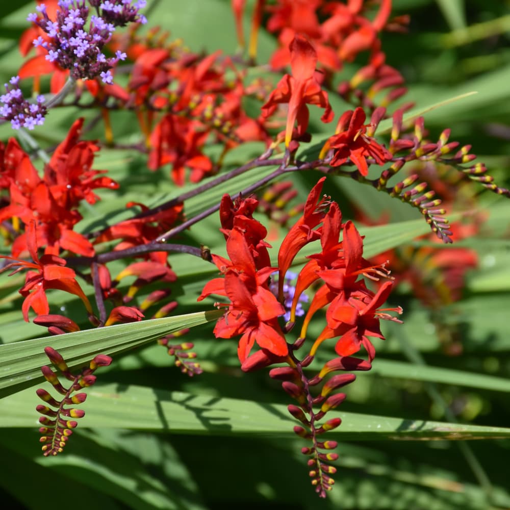 NetPS Plant Finder (www.netpsplantfinder.com)