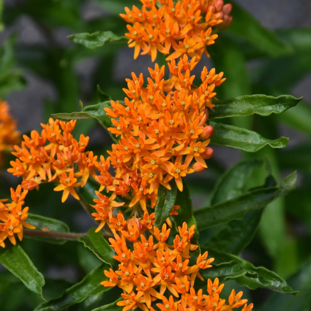 NetPS Plant Finder (www.netpsplantfinder.com)