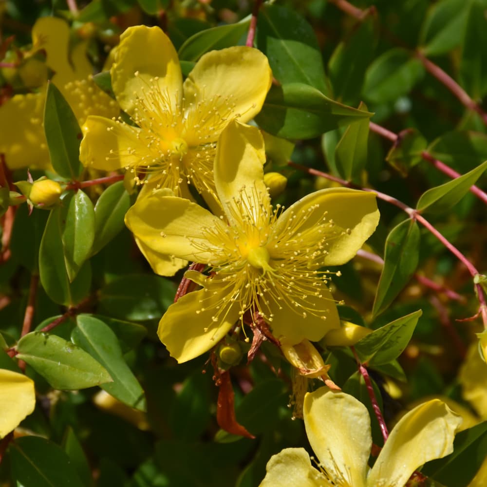 NetPS Plant Finder (www.netpsplantfinder.com)