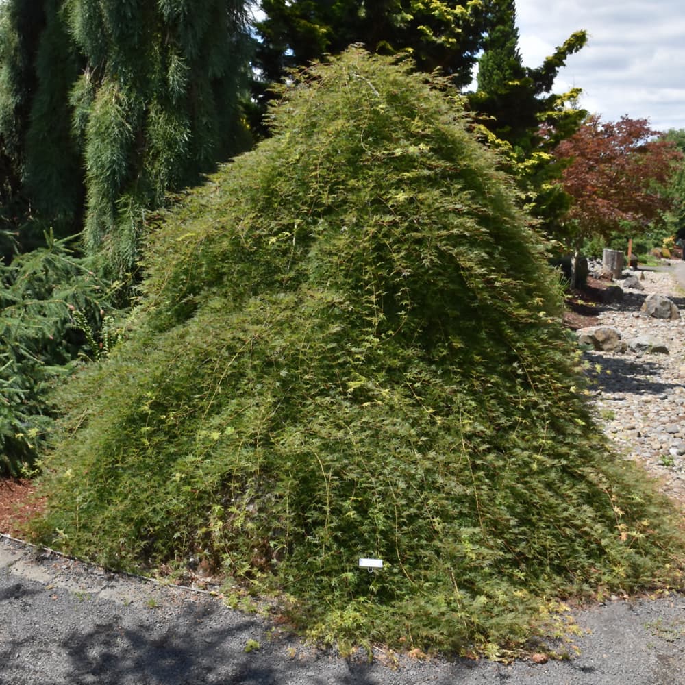 NetPS Plant Finder (www.netpsplantfinder.com)