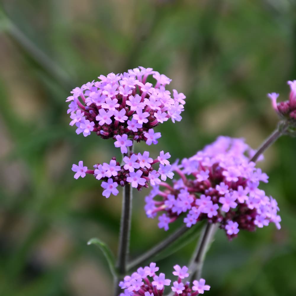 NetPS Plant Finder (www.netpsplantfinder.com)