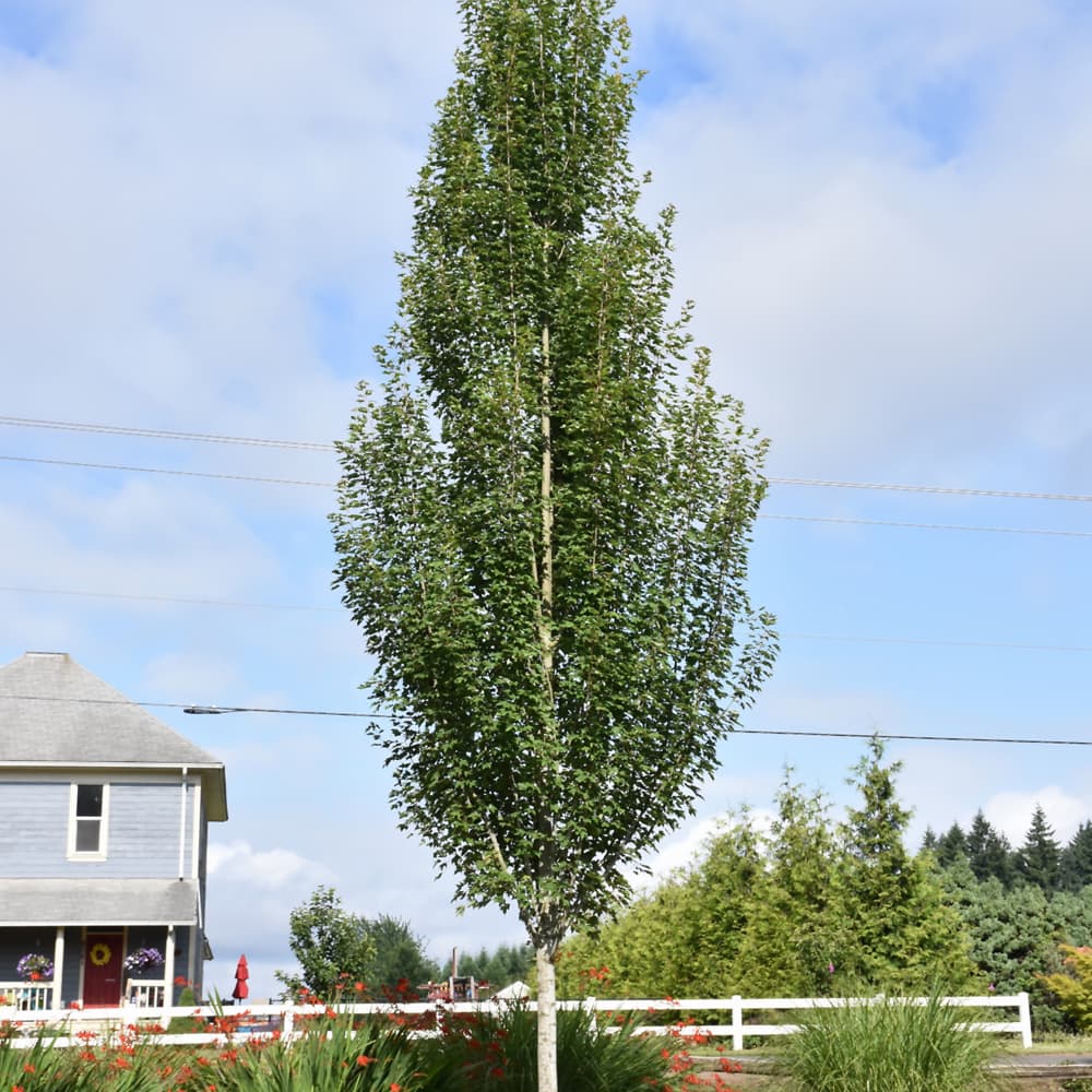 NetPS Plant Finder (www.netpsplantfinder.com)