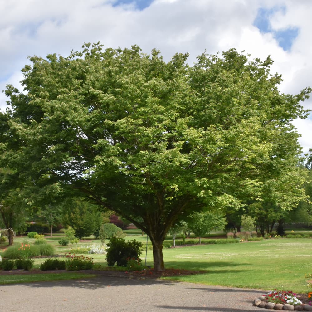 Zelkova Village Green