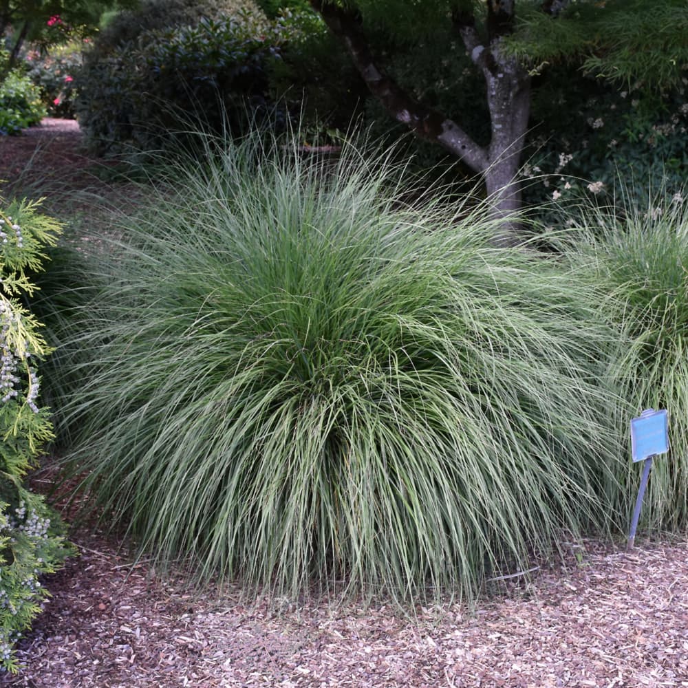 NetPS Plant Finder (www.netpsplantfinder.com)