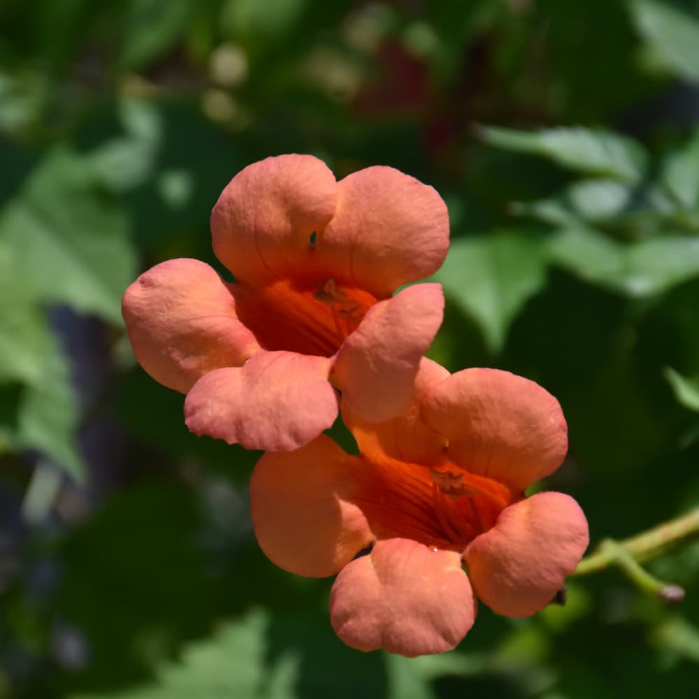 NetPS Plant Finder (www.netpsplantfinder.com)